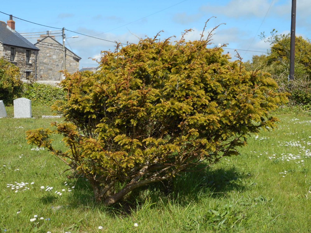 St Buryan's Millennium Yew Tree